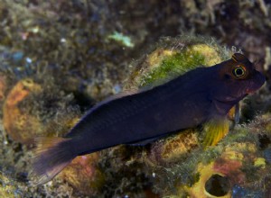 Profil druhů ryb Blenny 