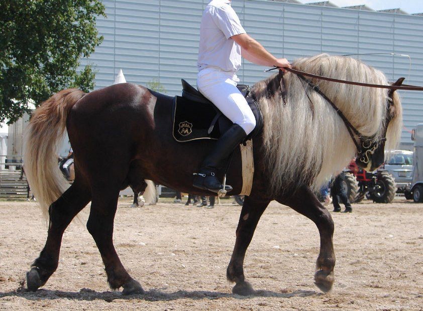 Black Forest Horse:Rasprofil
