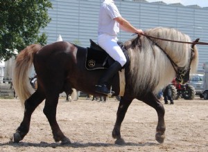 Cavalo da Floresta Negra:Perfil da Raça