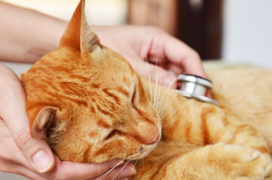 7 tekenen dat uw kat pijn heeft