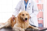Osteosarcoma nei cani
