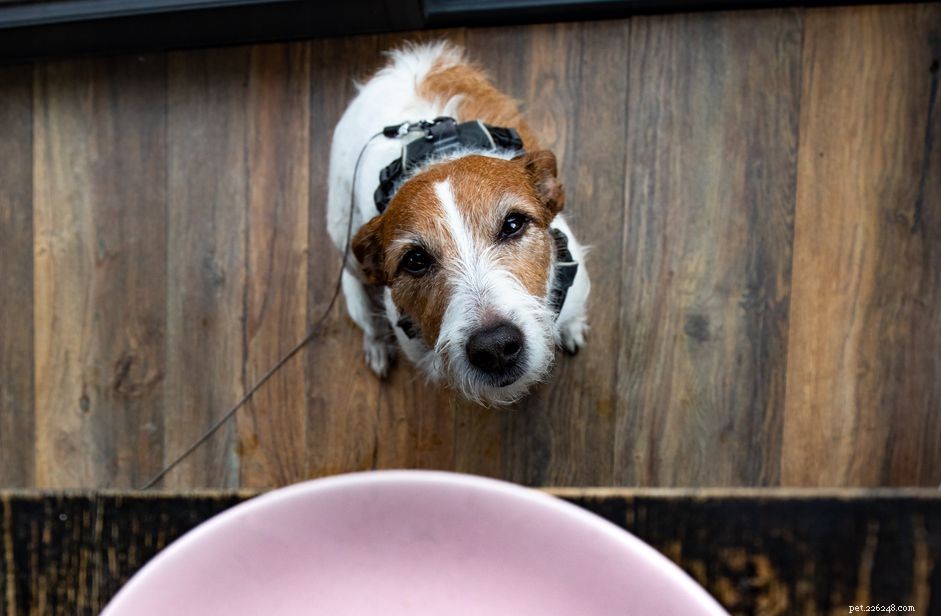 Mohou psi jíst majonézu?