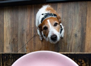 犬はマヨネーズを食べることができますか？ 