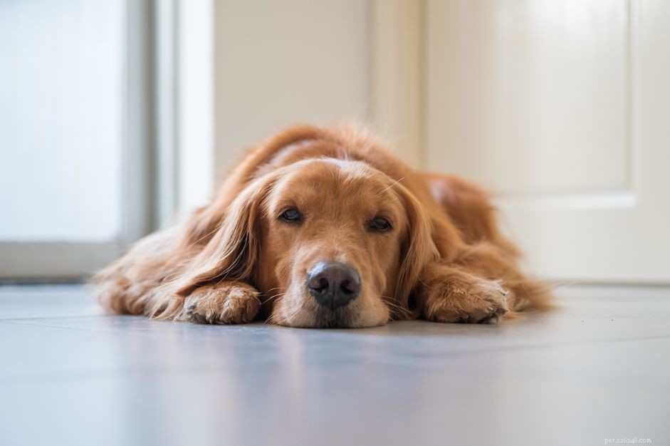 Como identificar e tratar hérnias em cães