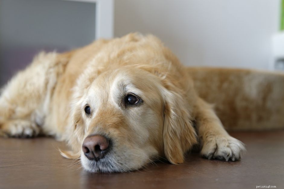 hemangiosarcoom bij honden