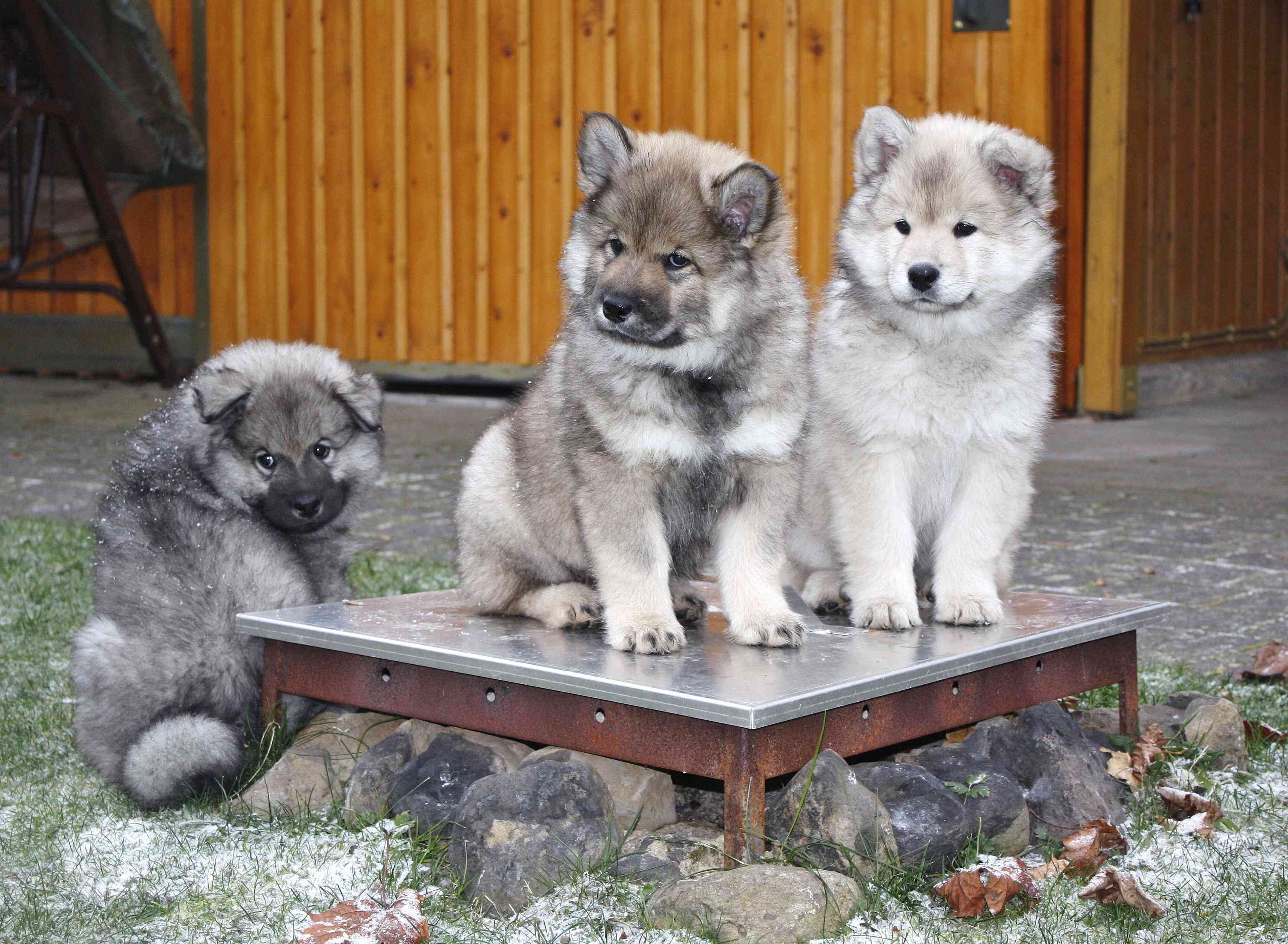 Eurasier:profilo razza canina