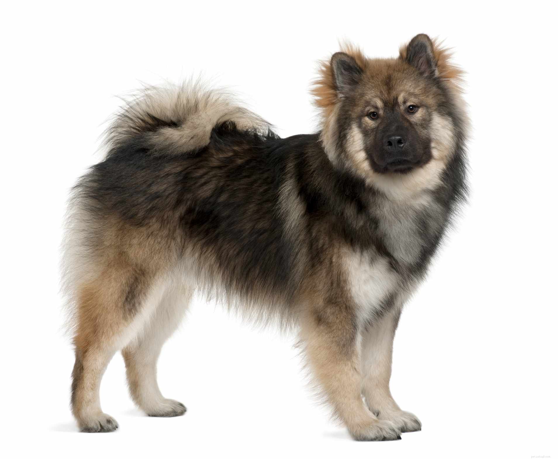 Eurasier：Dog Breed Profile
