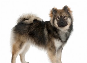 Eurasier:Профиль породы собак 