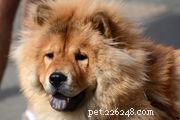 Eurasier:profilo razza canina