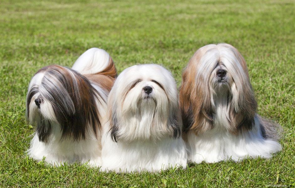 17 raças de cães de pelo comprido com lindos cachos