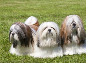 17 пород длинношерстных собак с великолепными локонами