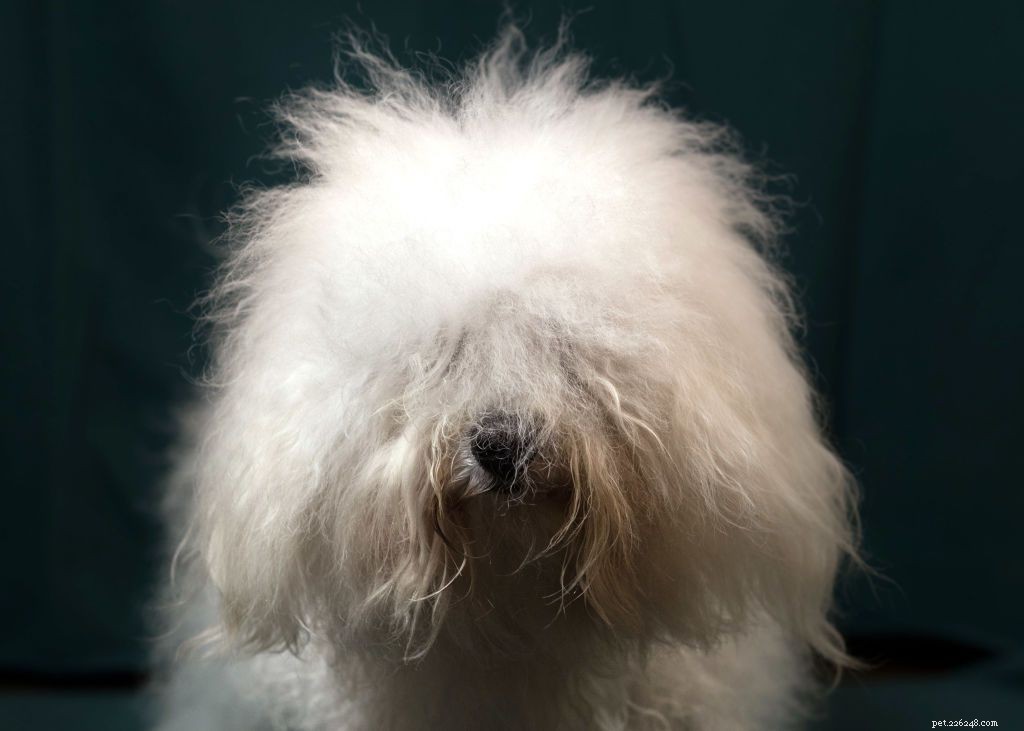 ゴージャスなロックと17の長い髪の犬の品種 