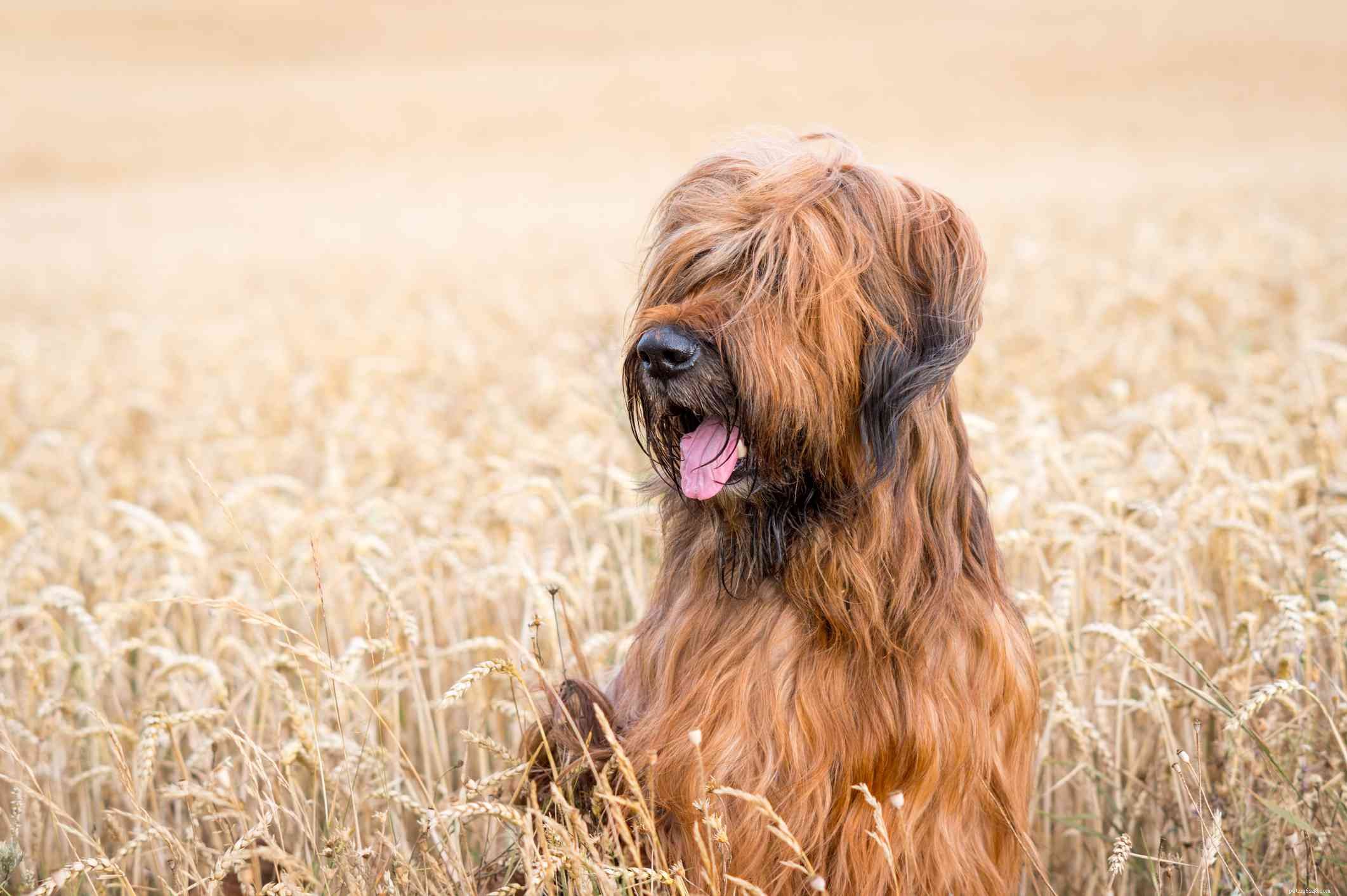 17 races de chiens à poils longs avec de superbes mèches
