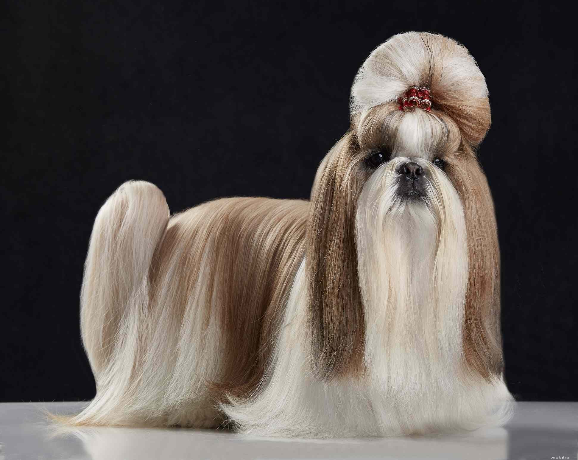 ゴージャスなロックと17の長い髪の犬の品種 