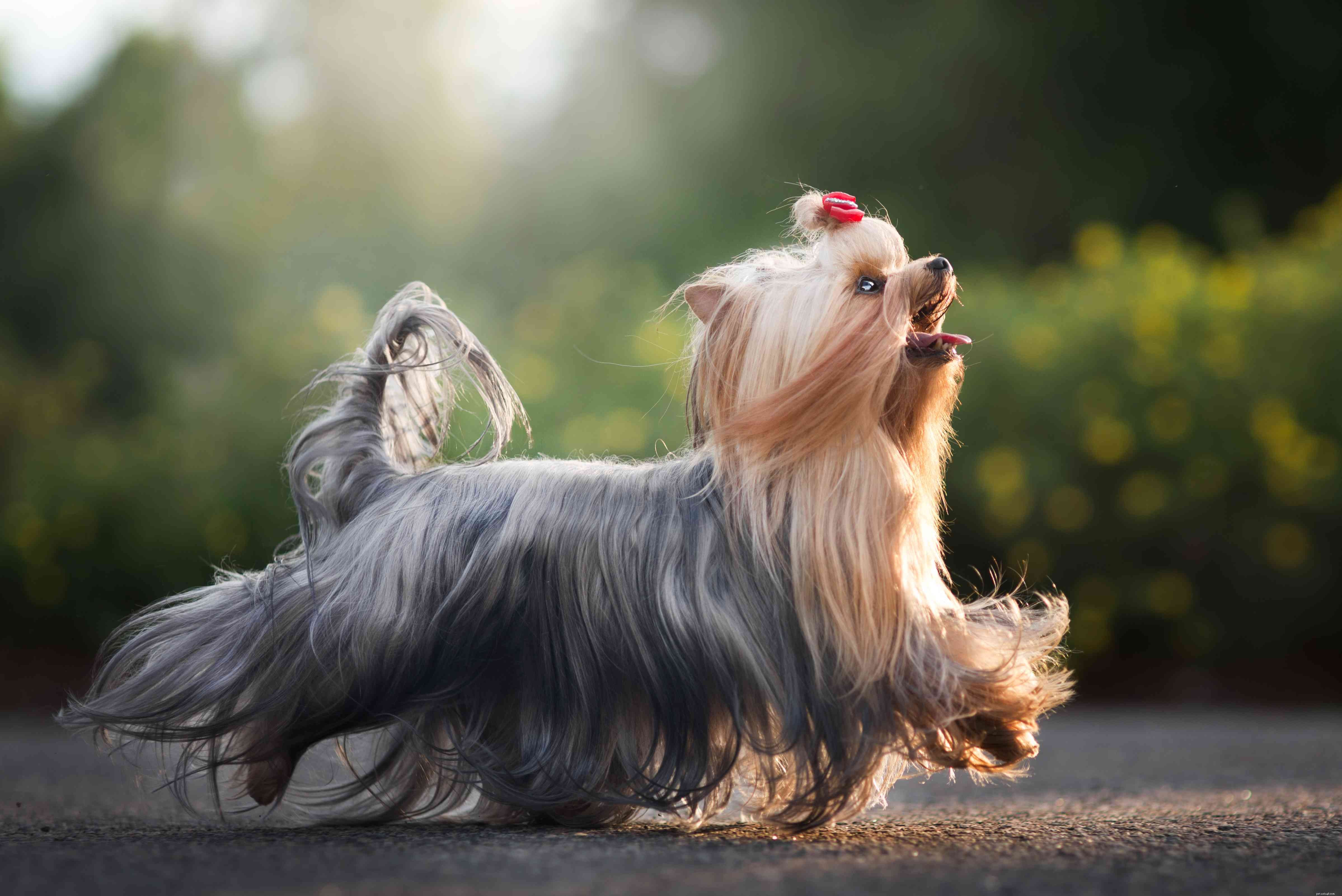 17 пород длинношерстных собак с великолепными локонами