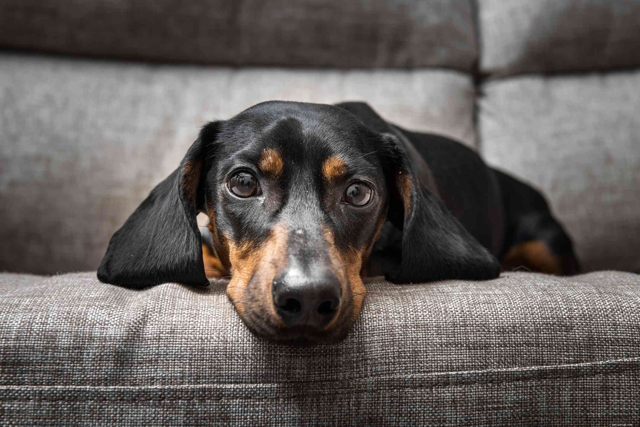 I 7 principali sintomi di insufficienza epatica nei cani