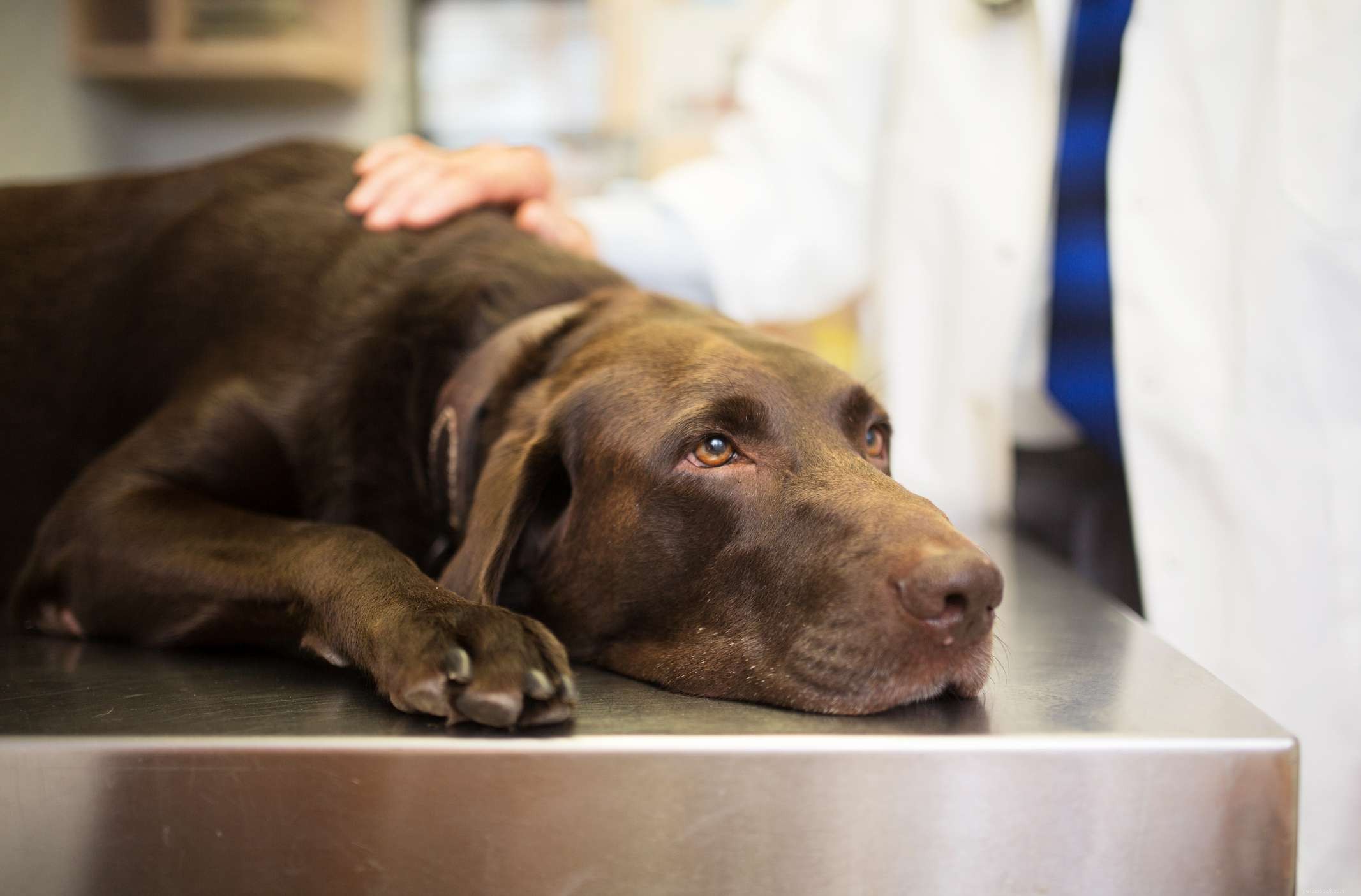 犬の肝不全の上位7つの症状 