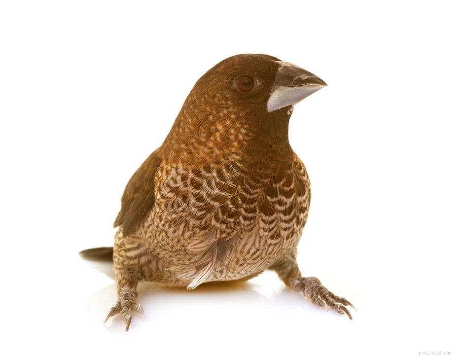 Finch de la société :profil d espèce d oiseau