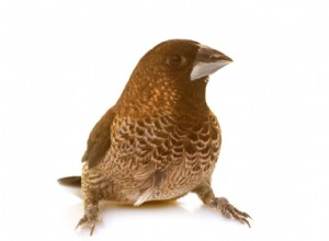 Society Finch:Profil ptačích druhů