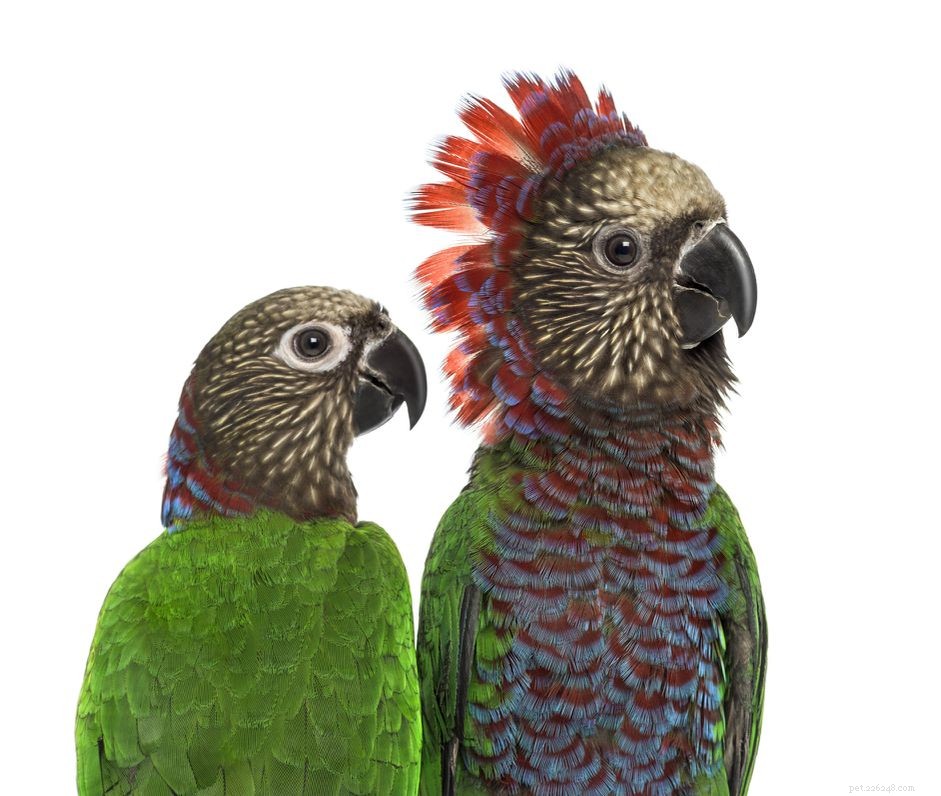 Profilo delle specie di pappagalli a ventaglio rosso