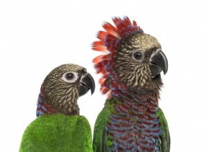 Профиль видов красных веерных попугаев