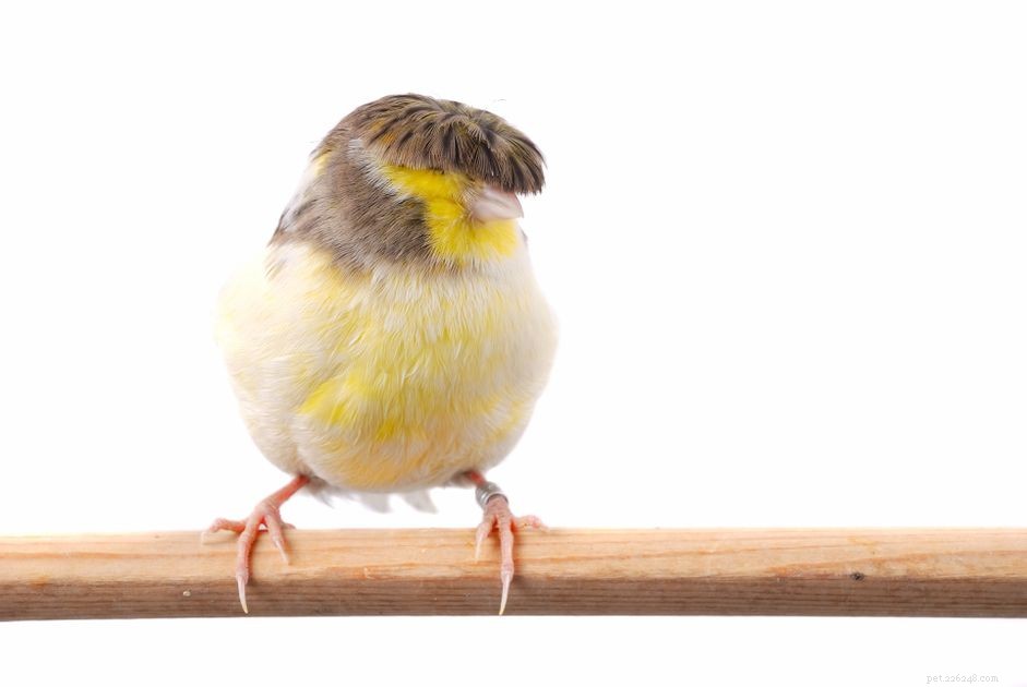 Gloster Canary:Profil ptačích druhů