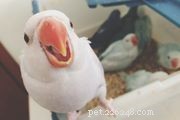 Профиль видов красных веерных попугаев