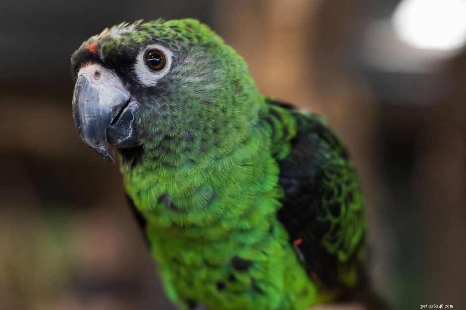 Profilo di specie di pappagalli Jardine 