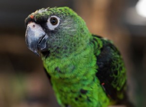 Profil druhů papoušků jarních
