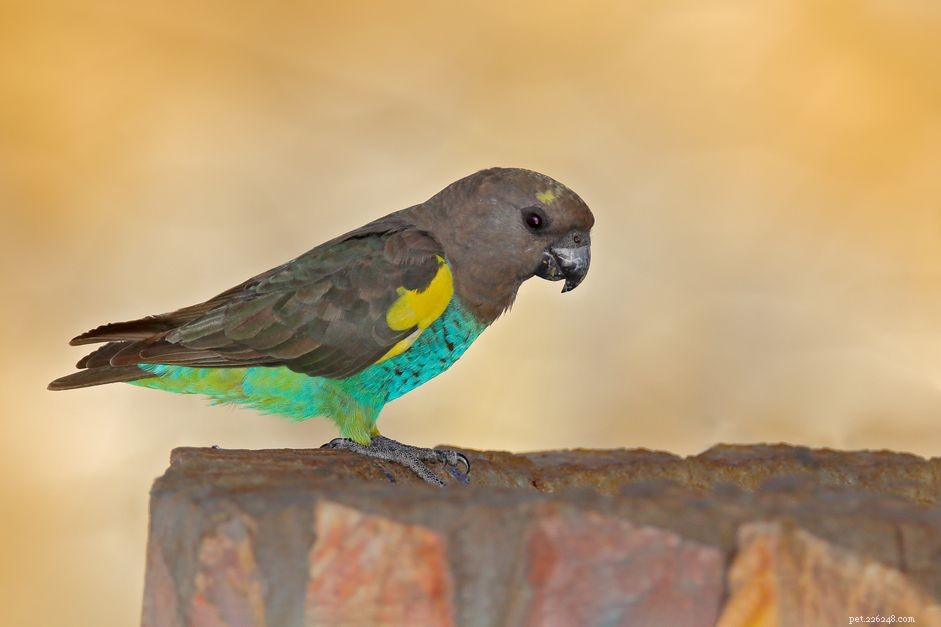 Профиль видов попугаев Мейерса