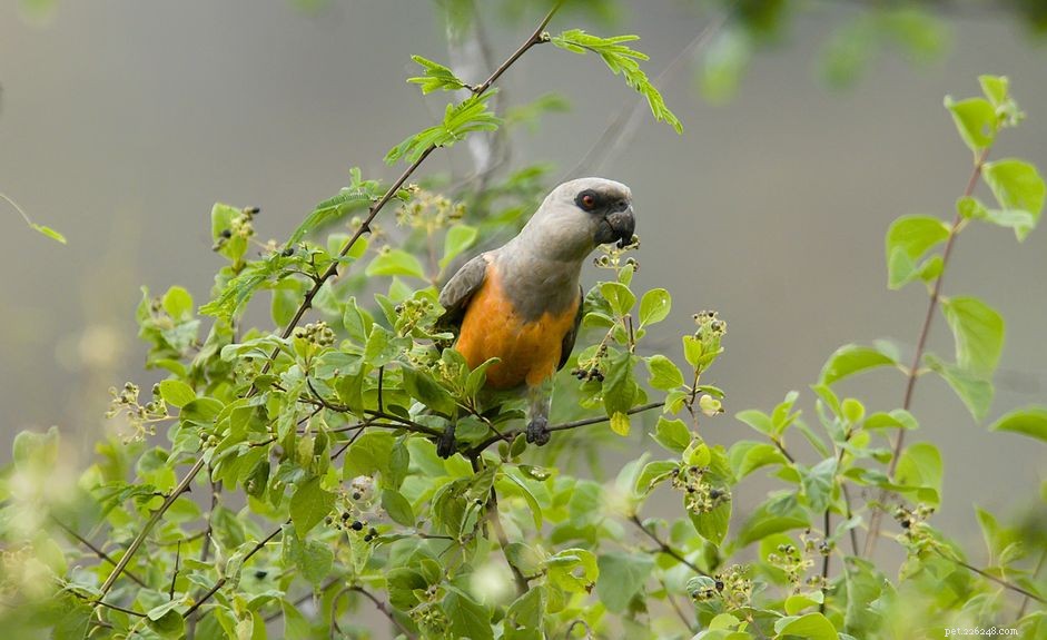 Papoušek rudobřichý:Profil druhů ptáků