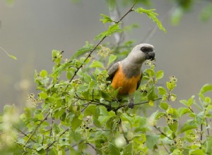 アカハラハネナガオウム：鳥の種のプロファイル 