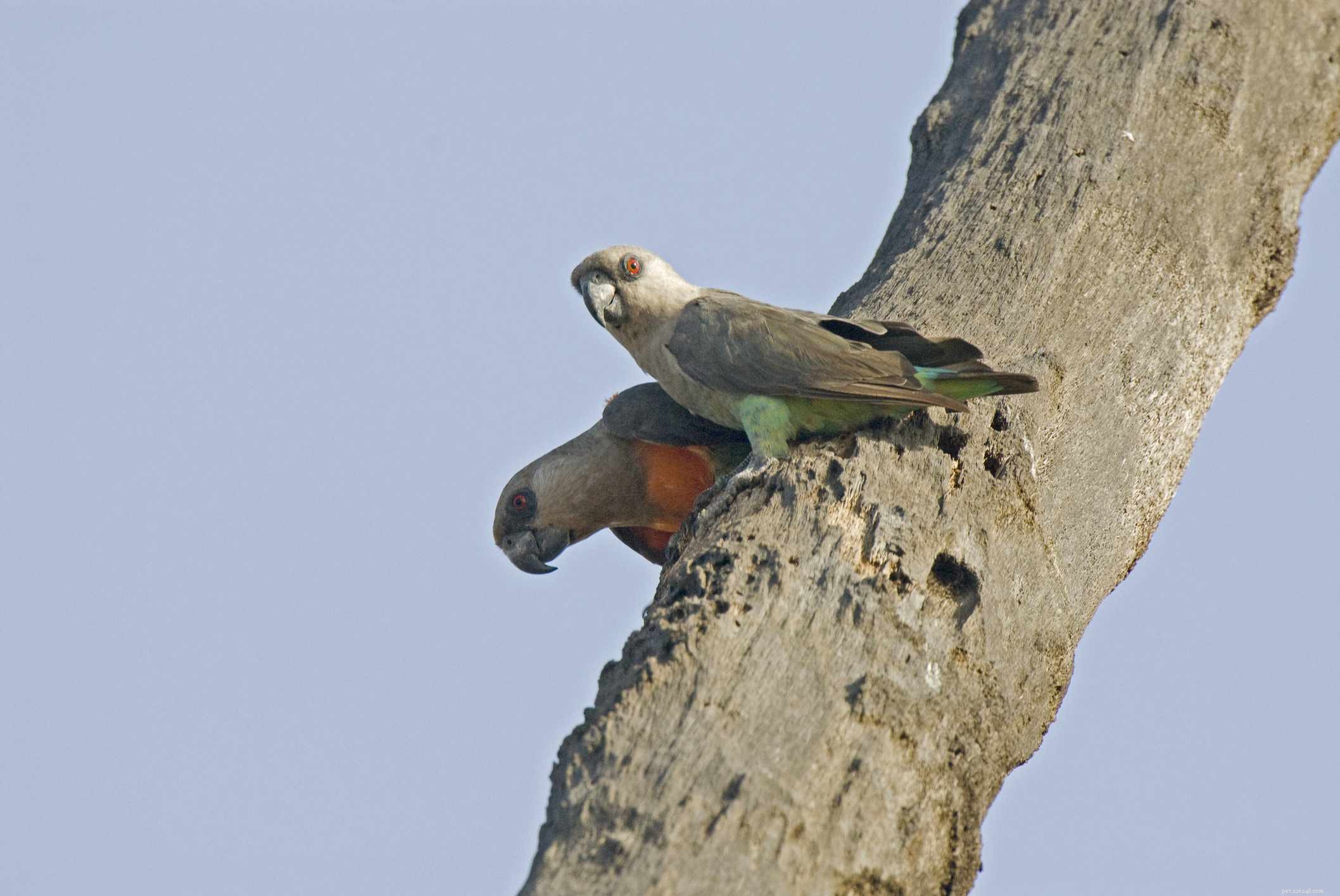 Краснобрюхий попугай:профиль видов птиц