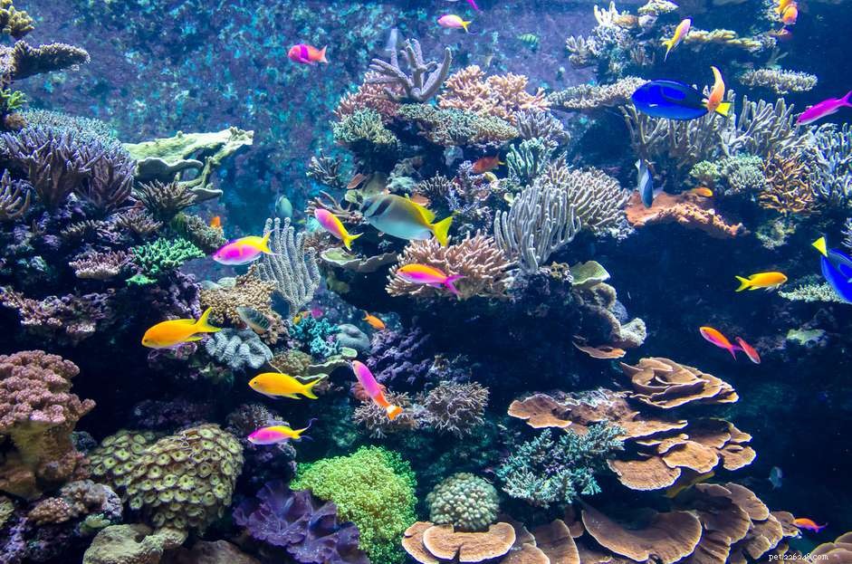 Gemakkelijke zachte koralen voor rifaquaria