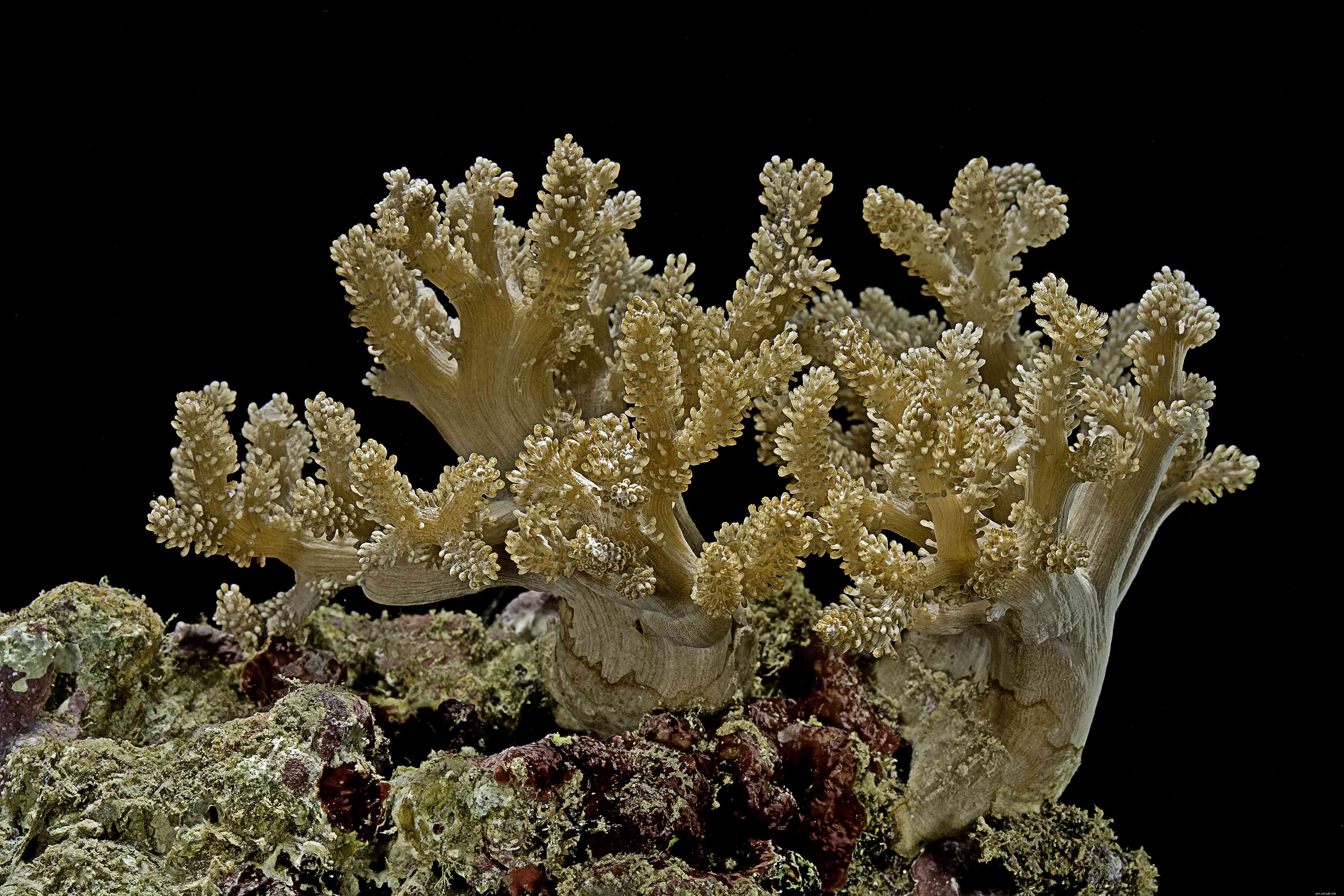 Corais moles fáceis para aquários de recife