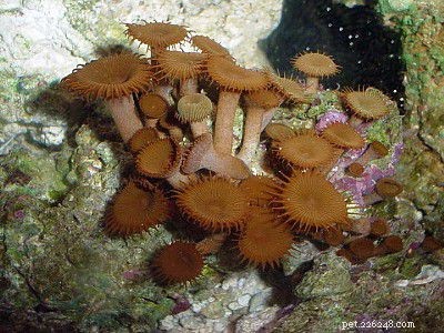 암초 수족관을 위한 쉬운 부드러운 산호