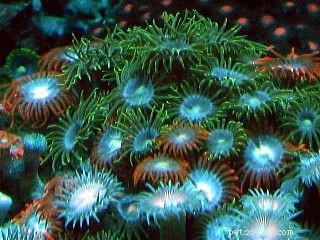 암초 수족관을 위한 쉬운 부드러운 산호