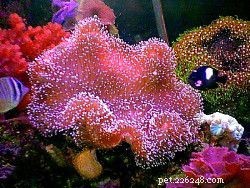 Corais moles fáceis para aquários de recife