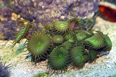 Facili coralli molli per acquari di barriera