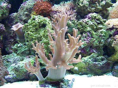 Gemakkelijke zachte koralen voor rifaquaria