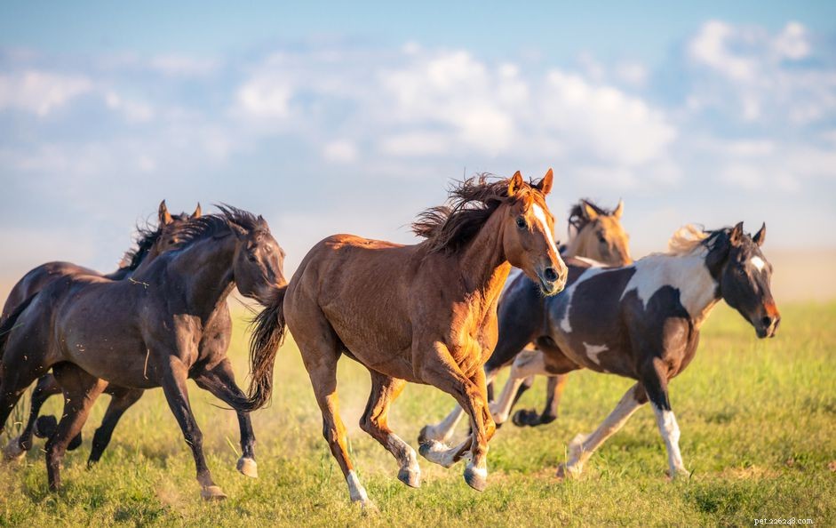 Mustang paard:rasprofiel