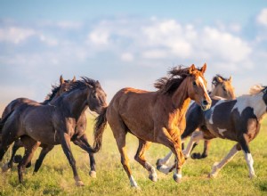 Mustang Horse：Breed Profile