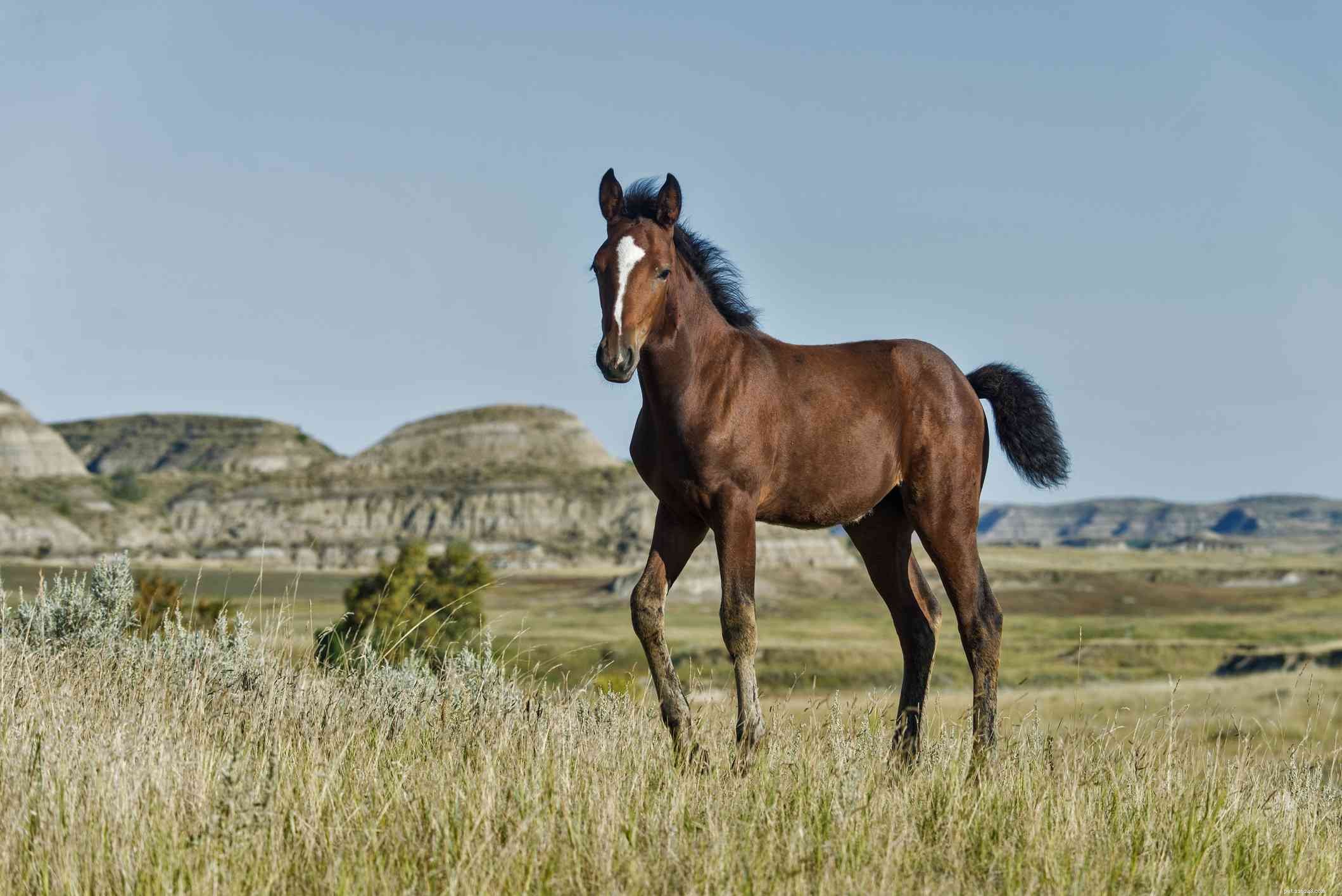 Cavallo Mustang:profilo della razza