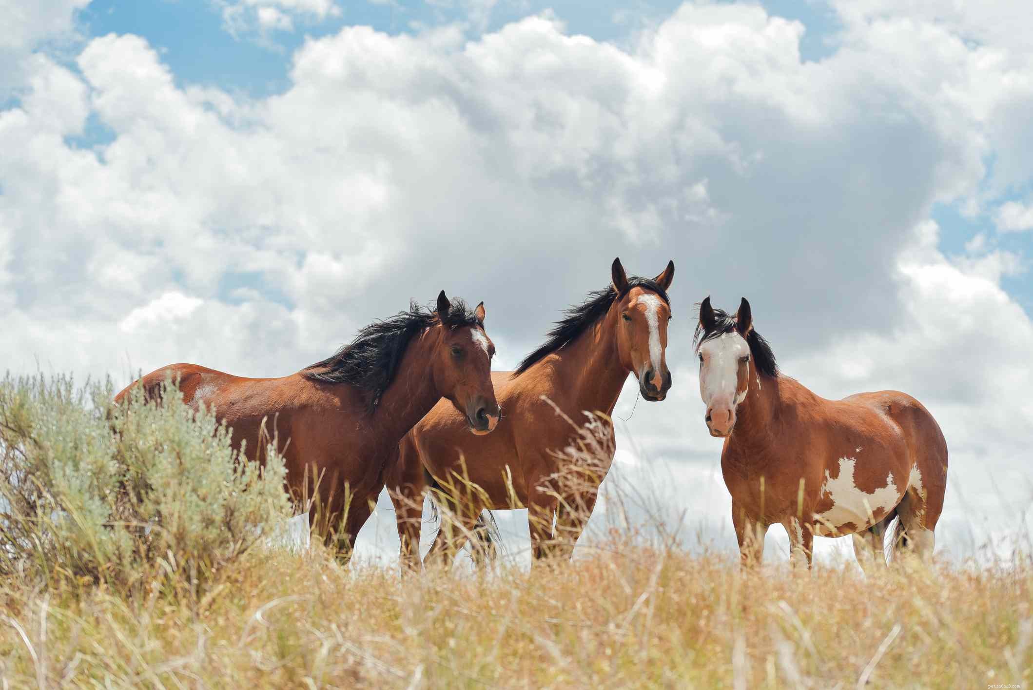 Cavallo Mustang:profilo della razza