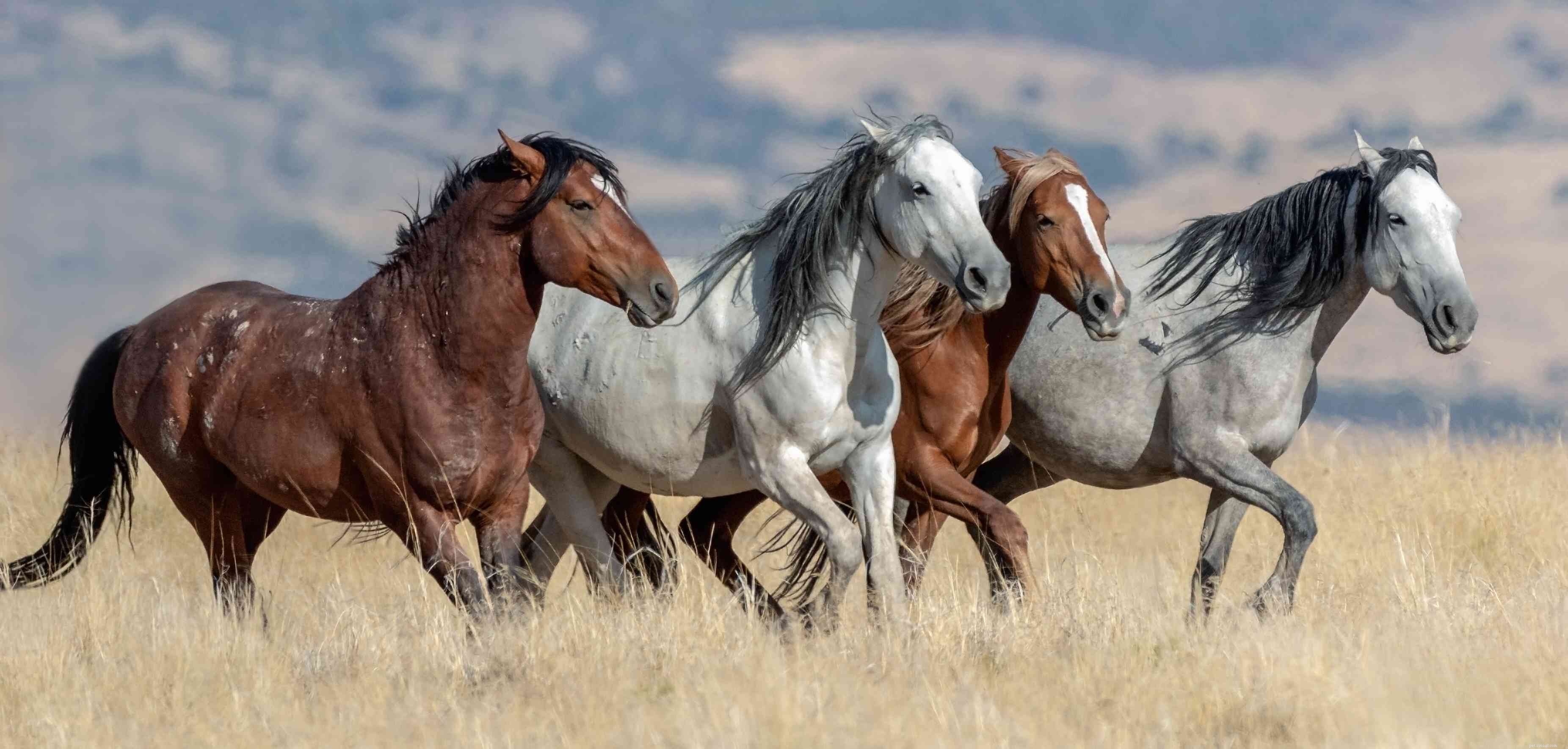 Mustang paard:rasprofiel