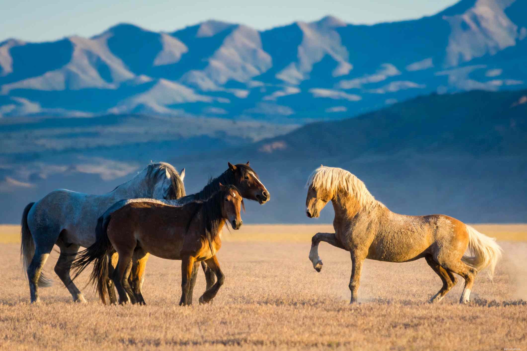 Mustangský kůň:Profil plemene