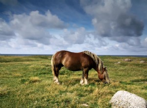 Cavalo das Ardenas:perfil da raça