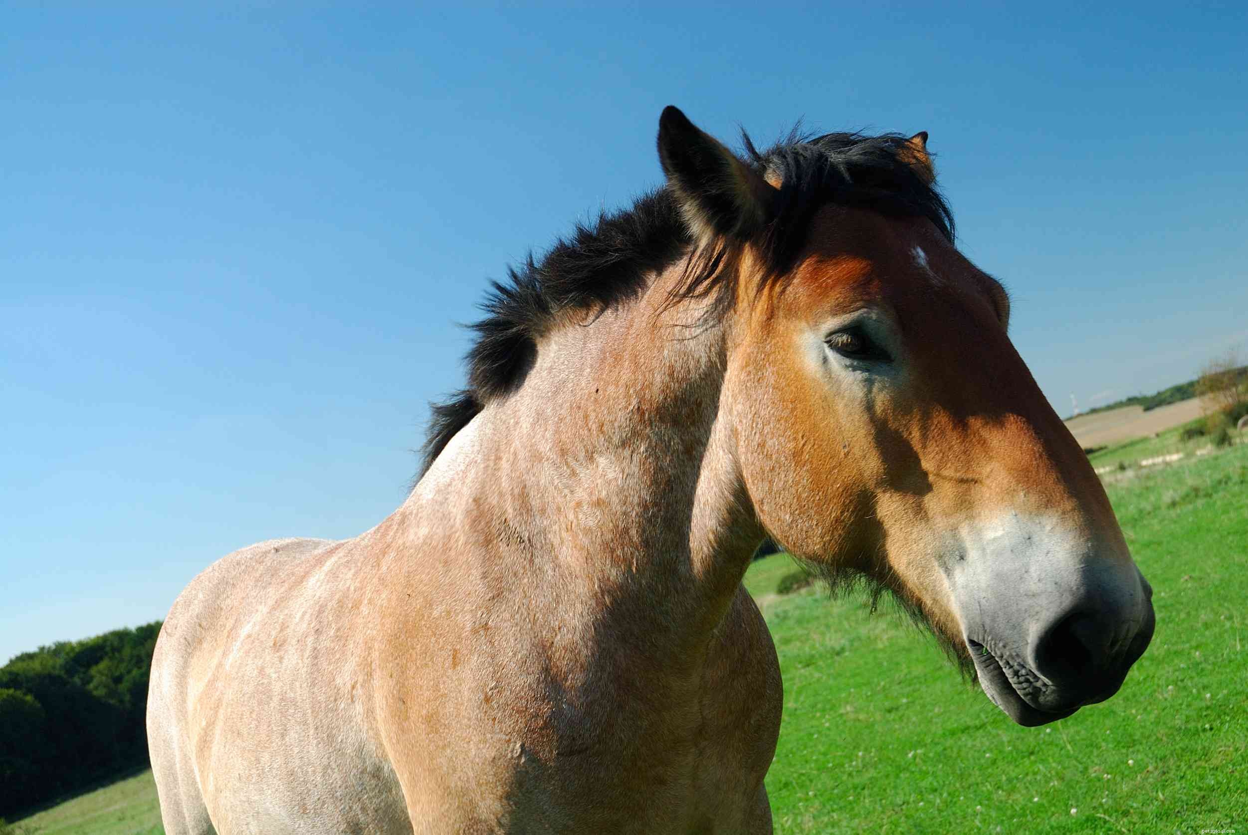 Арденнская лошадь:профиль породы