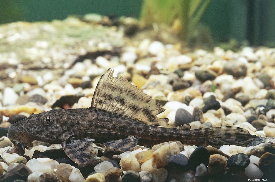 Suckermouth Catfish:Species Profile