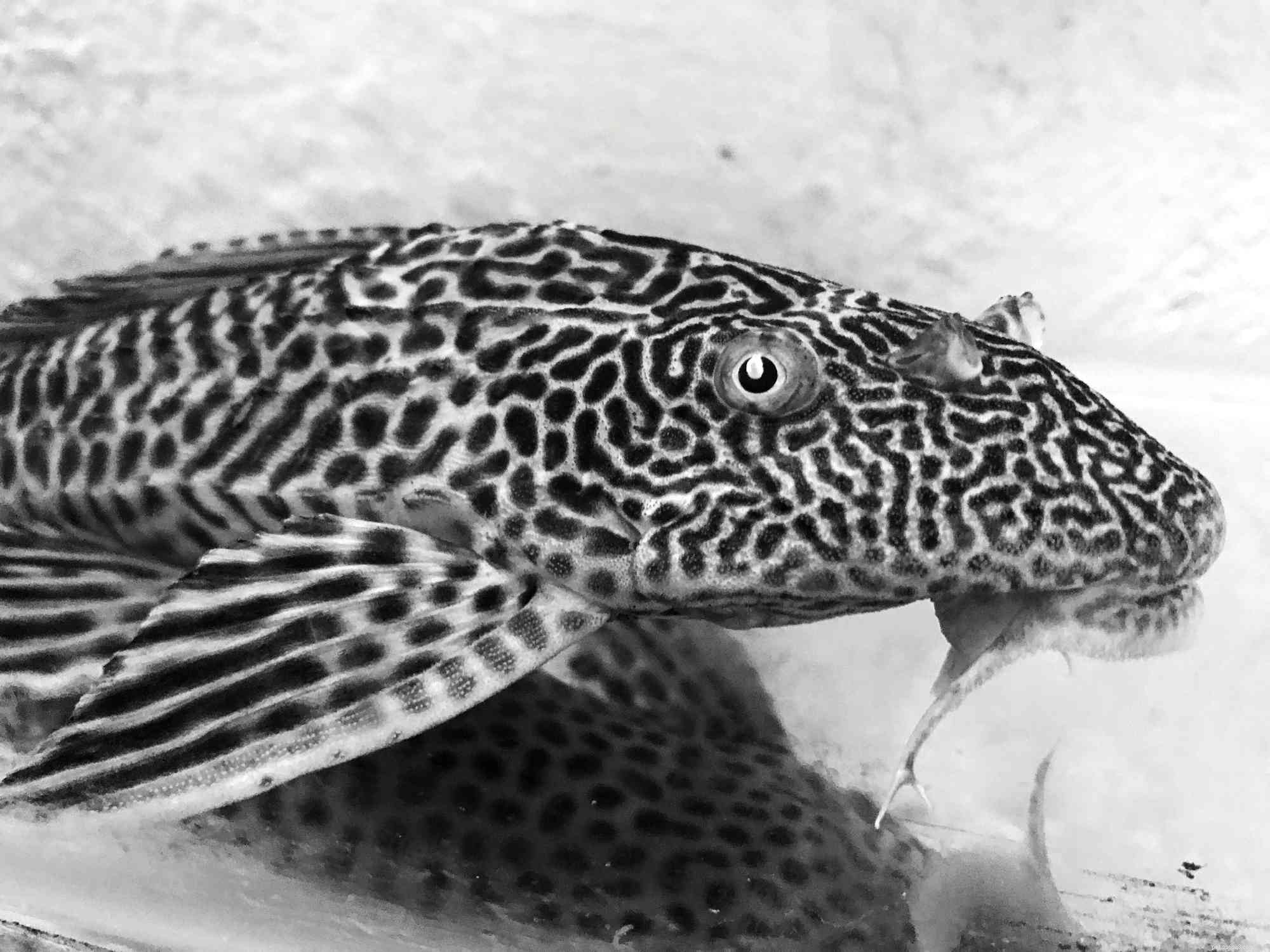 Suckermouth Catfish:Soortenprofiel